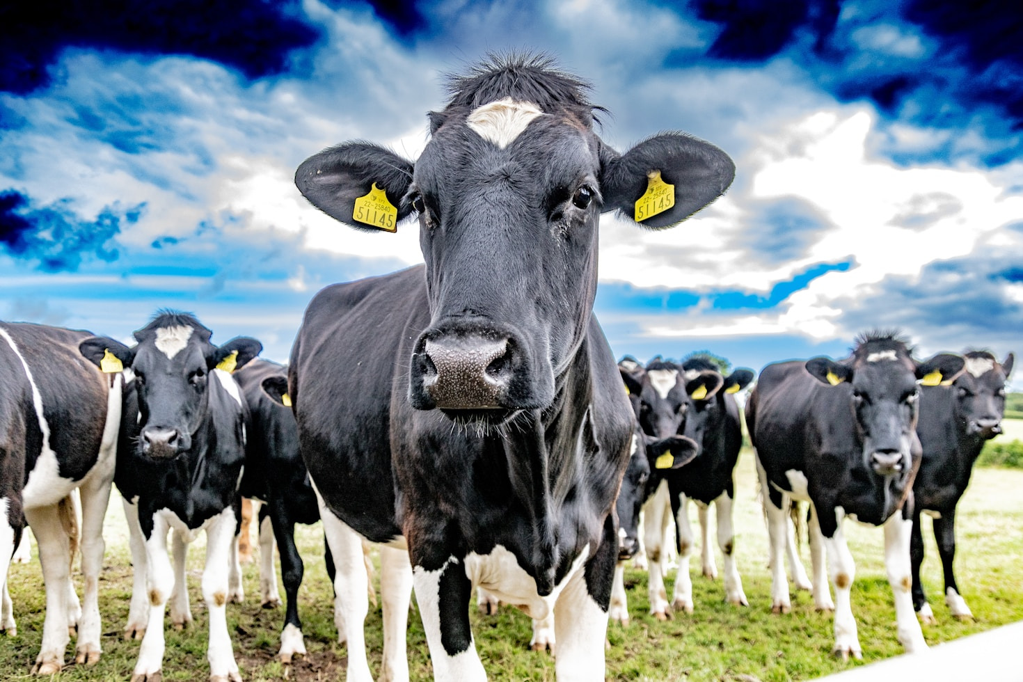 The Journey Towards Zero-Waste Dairy Farming