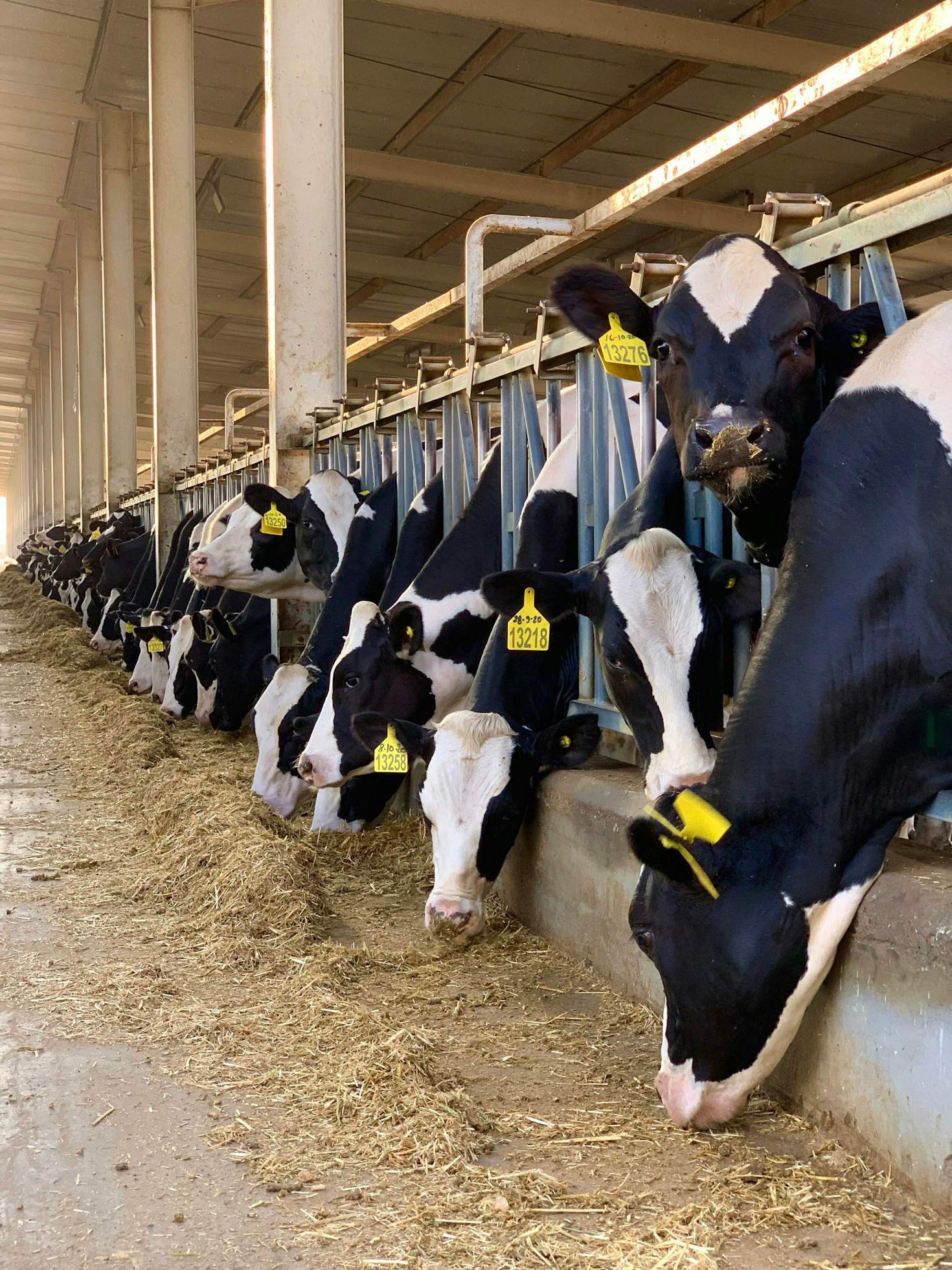 Sustainable Innovations in the Dairy Industry