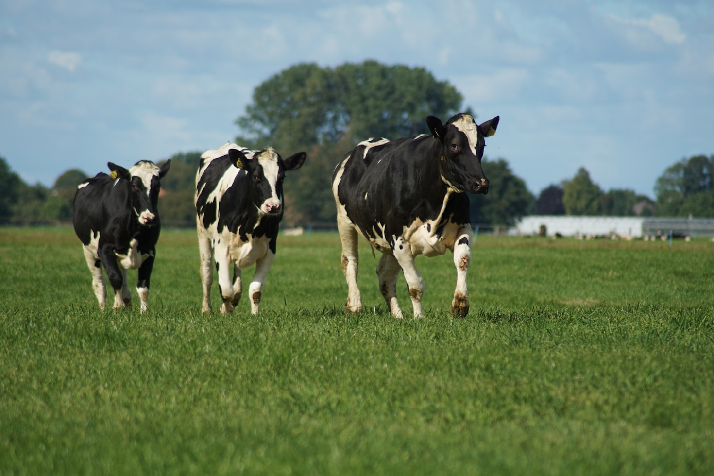 The Importance of Eco-Friendly Dairy Practices