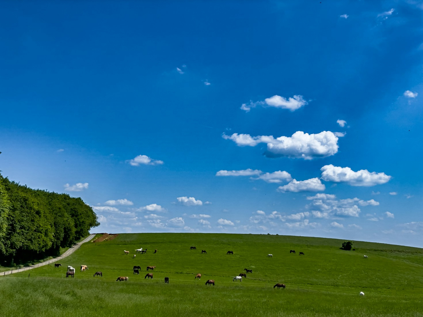 Becoming a Leader in Organic Dairy Production