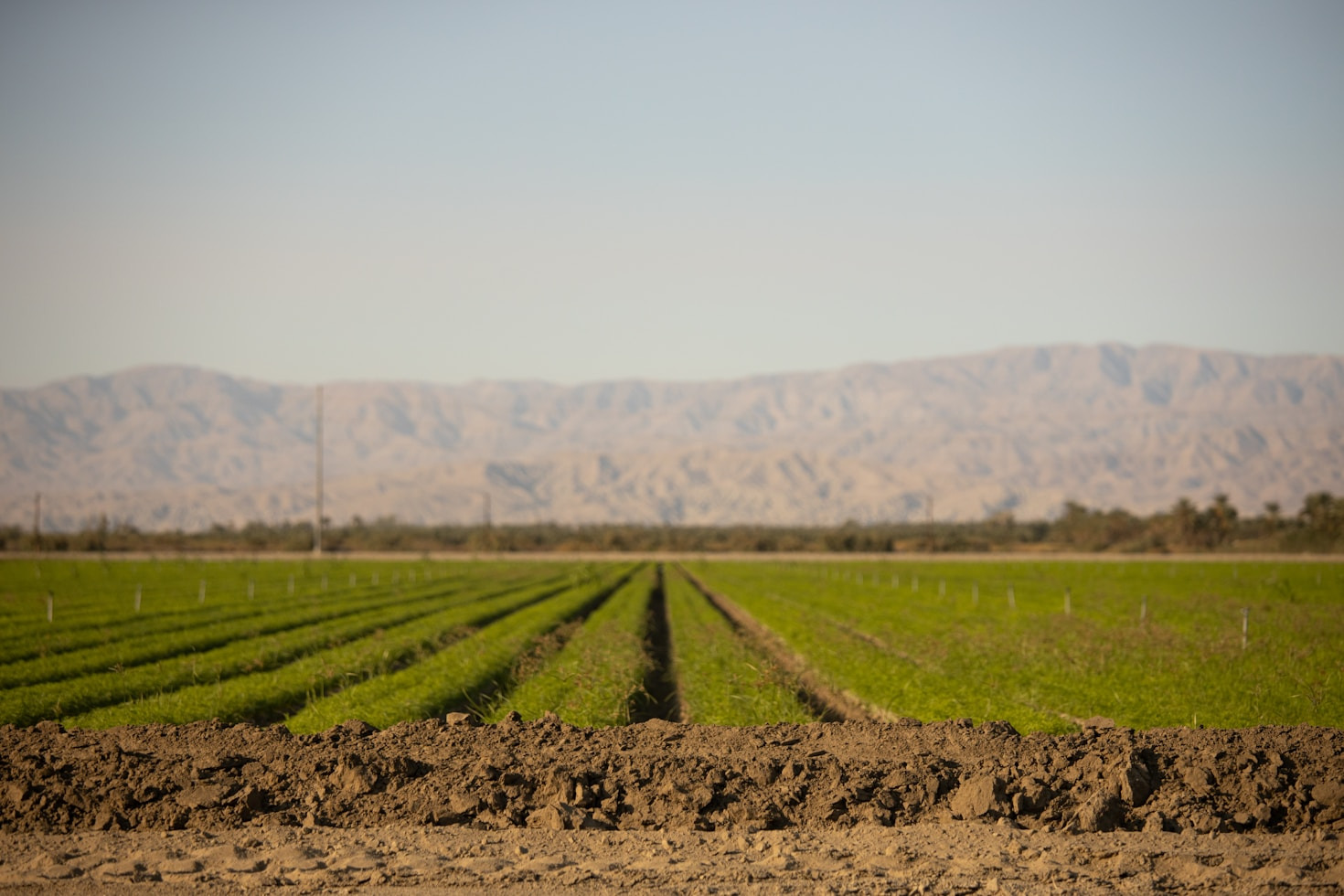 TripleJ Agro: A Model for Sustainable Agriculture