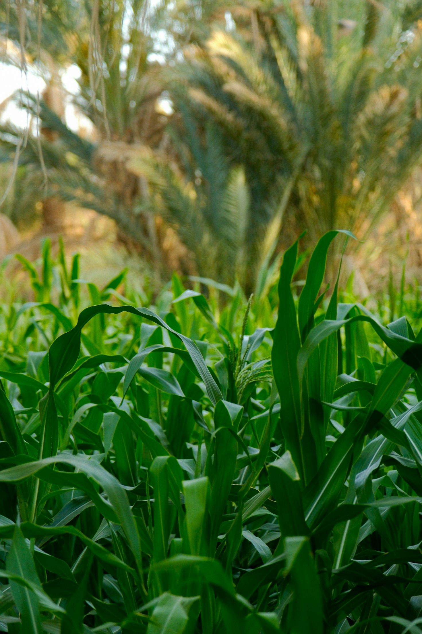 From Farm to Table: A Fresh Approach to Dairy